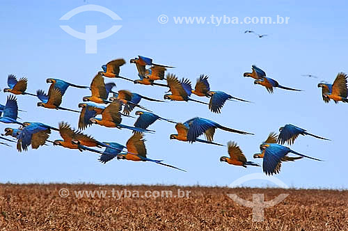  (Ara ararauna) Araras Canindé voando em bando - Parque nacional das Emas - Mato Grosso do Sul - Brasil / Data: 2005 