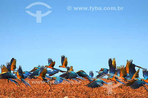  (Ara ararauna)Araras Canindé voando em bando - Parque Nacional das Emas - Mato Grosso do Sul - Brasil  - Goiás - Brasil