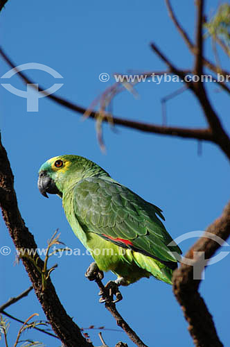  (Amazona aestiva) Papagaio-Verdadeiro - Parque Nacional das Emas - GO - Brasil   O Parque é Patrimônio Mundial pela UNESCO desde 16-12-2001  - Goiás - Brasil
