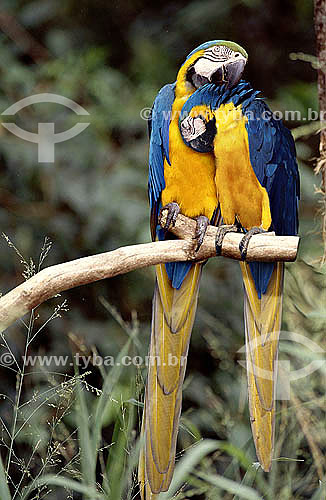  (Ara ararauna) Araras-canindé ou Arara-de-barriga-amarela (casal) - Brasil. Data: 1994 