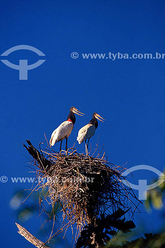  (Jabiru mycteria) - dupla ou casal de pássaros no ninho - Tuiuiú,  Tuiuiu ou Jaburu - PARNA Pantanal Matogrossense - MT - Brasil

 A área é Patrimônio Mundial pela UNESCO desde 2000.  - Mato Grosso - Brasil