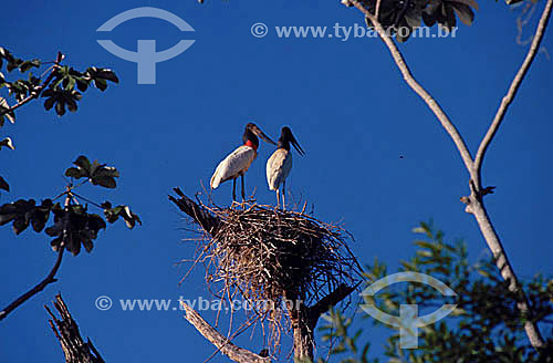  (Jabiru mycteria) - Tuiuiú ou Jaburu - dupla ou casal de pássaros no ninho - PARNA Pantanal Matogrossense - MT - Brasil

 A área é Patrimônio Mundial pela UNESCO desde 2000.  - Mato Grosso - Brasil