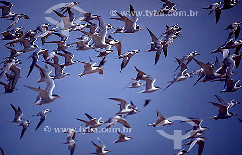  (Sterna sp) Grupo de Pássaros, aves costeiras - Trinta-réis -  Litoral do RS - Brasil
  - Rio Grande do Sul - Brasil