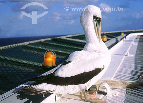  (Sula dactylatra) - Atobá-branco - - Arquipélago de Abrolhos - Costa das Baleias - litoral sul da Bahia - Brasil

  O Parque Nacional Marinho de Abrolhos foi criado em 6 de abril de 1983.  - Caravelas - Bahia - Brasil