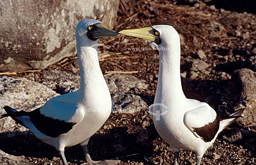  (Sula dactylatra) - Atobá-branco - Arquipélago de Abrolhos - Costa das Baleias - litoral sul da Bahia - Brasil

  O Parque Nacional Marinho de Abrolhos foi criado em 6 de abril de 1983.  - Caravelas - Bahia - Brasil