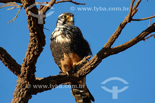  (Falco femoralis) Falcão-de-Coleira - Parque Nacional das Emas - GO - Brasil   O Parque é Patrimônio Mundial pela UNESCO desde 16-12-2001  - Goiás - Brasil