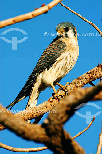  (Falco sparverius) Falcão Quiri-Quiri no Parque Nacional das Emas - Goiás - Brasil   O Parque é Patrimônio Mundial pela UNESCO desde 16-12-2001  - Goiás - Brasil