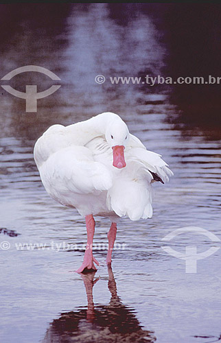  (Coscoroba coscoroba) Coscoroba - cisne - sul do Brasil 