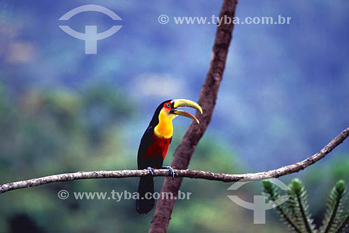  (Ramphastos dicolorus) Tucano-de-bico-verde - Mata Atlântica na Serrinha do Alambari - RJ - Brasil  - Rio de Janeiro - Brasil