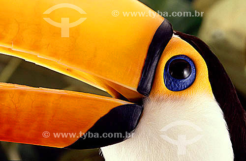 (Ramphastus toco) Tucanuçu ou Tucano-toco ou Tucan Grande ou Tucano-açu - pássaro em close - habita várias regiões do Brasil 