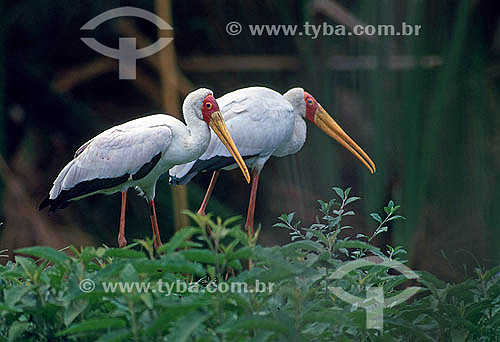  Cegonha de Bico Amarelo (Mycteria ibis) - África 