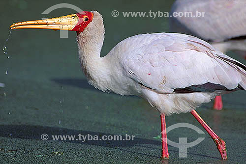  Cegonha de Bico Amarelo (Mycteria ibis) - África 