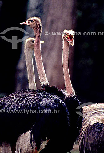  (Struthio camelus) grupo de Avestruzes - Brasil 