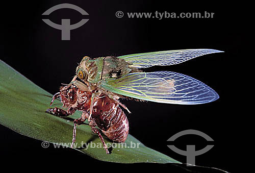  (Homoptera: Fam. Cicadidae) Vespa deixando casulo - Brasil 