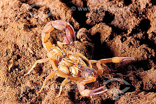  (Tityus Stigmurus) - Escorpião carregando filhotes nas costas - Caatinga - Brasil 