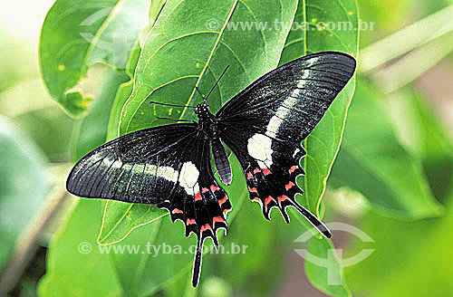  (Heraclides hectorides) - borboleta 