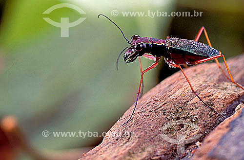  (Cicindelidae) Besouro - Amazônia - Brasil 