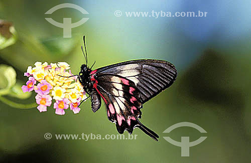  (Harris` Mimic Swallowtail) - borboleta em extinção 