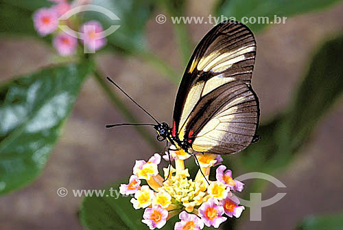  (Heliconius nattereri) - borboleta 