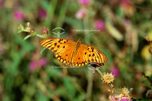  (Lepidoptera ou Nymphalidae) - borboleta - Cerrado - Brasil / Data: 1996 