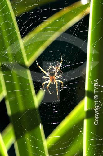  Detalhe de aranha na teia, entre folhas  foto digital
  - Rio de Janeiro - Brasil