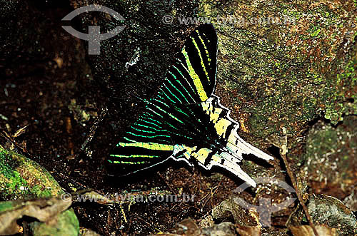  (Urania leilus) Mariposa Urania - Amazônia - Brasil  - Amazonas - Brasil