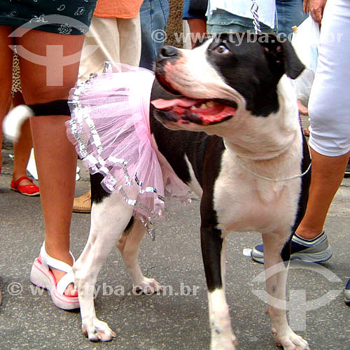  Cachorro fantasiado no carnaval 2005 - Rio de Janeiro - RJ - Brasil  foto digital  - Rio de Janeiro - Rio de Janeiro - Brasil
