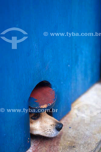  Cachorro vira-lata com cabeça em buraco  - Rio de Janeiro - Rio de Janeiro - Brasil