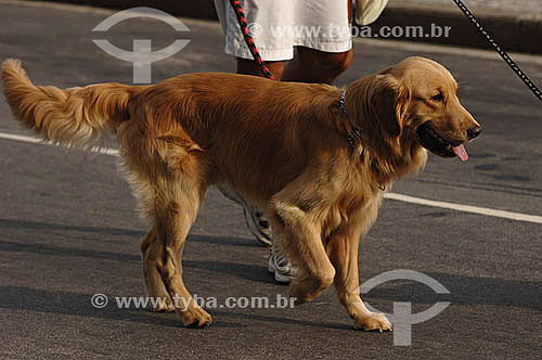  Cão em Ipanema - Rio de Janeiro - Novembro de 2006  - Rio de Janeiro - Rio de Janeiro - Brasil