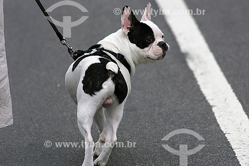  Cachorro - Buldogue francês  - Brasil