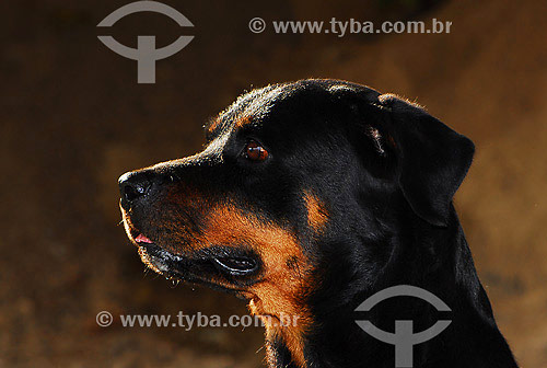  cão - raça Rotweiller  