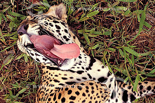  (Panthera onca) Onça-pintada - Amazônia - Brasil 