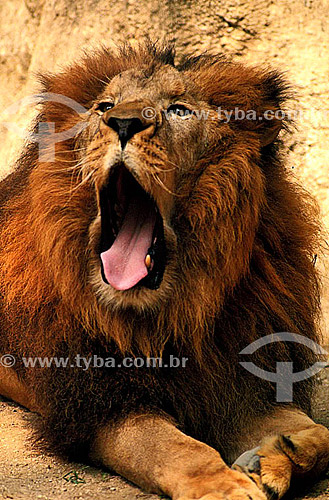  (Panthera leo) Leão 