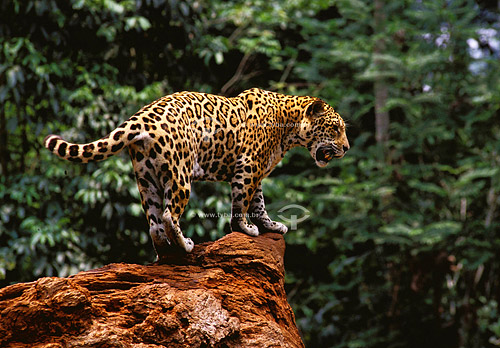 (Panthera onca) Onça-pintada - Serra dos Carajás - PA - Brasil  - Parauapebas - Pará - Brasil