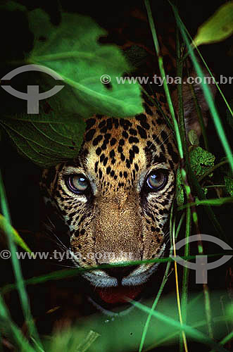  (Panthera onca) Onça-pintada - Amazônia - Brasil 