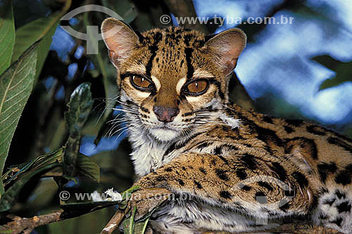  Gato - maracajá (Felis wiedii) - Floresta Amazônica - Pará - Brasil  - Pará - Brasil