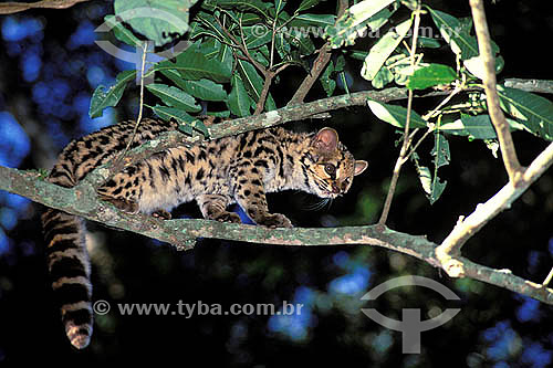  Gato Maracajá (Felis wiedii), florestas tropicais da América do Sul e da América Central 