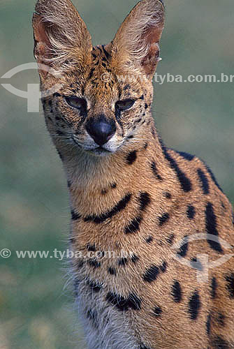  Serval (Leptailurus serval) - África 