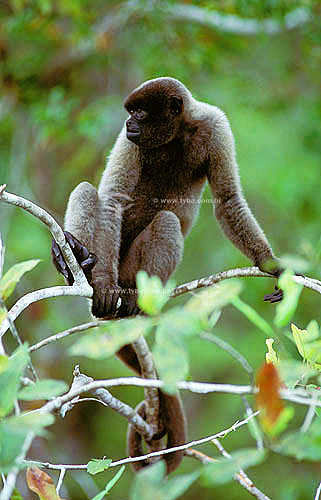  (Lagothrix lagotricha) - Macaco Barrigudo - Amazônia - Brasil 