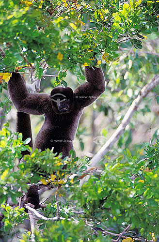  (Lagothrix lagotricha) Macaco Barrigudo - Amazônia - Brasil

 