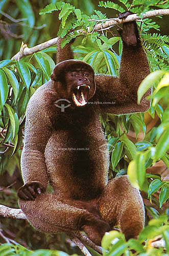  (Lagothrix lagotricha) Macaco Barrigudo - Amazônia - Brasil

 