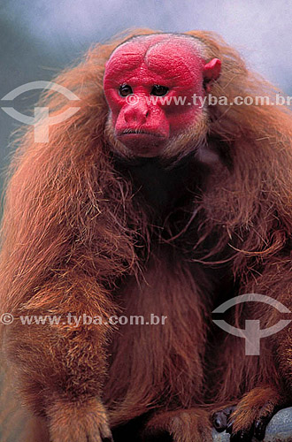  (Cacajao calvus rubicundus) Macaco Uracari Vermelho - Amazônia - Brasil 