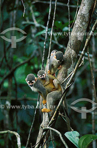  (Saimi sciureus) Mico-de-cheiro - Floresta Amazônica - AM - Brasil  - Amazonas - Brasil