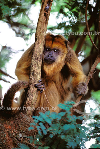  (Alouatta caraya) Macaco Bugio Fêmea - PARNA do Pantanal Matogrossense - MT - Brasil

  A área é Patrimônio Mundial pela UNESCO desde 2000.  - Mato Grosso - Brasil