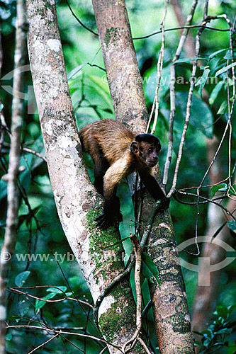 (Cebus apella) Macaco Prego - Mata Atlântica - Brasil 
