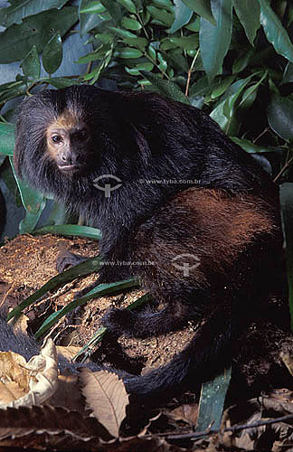  (Leontopithecus chrysopygus) - Mico-Leão-Preto - Mata Atlântica - Brasil 