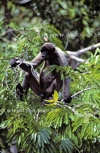  (Lagothrix lagotricha) Macaco Barrigudo - Amazônia - Brasil 