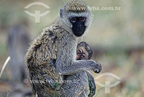  Guenon-etíope ou Macaco-vervet (Cercopithecus aethiops) - África 