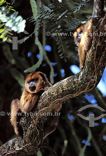  (Alouatta caraya) Macaco Bugio Fêmea - PARNA do Pantanal Matogrossense - MT - Brasil

  A área é Patrimônio Mundial pela UNESCO desde 2000.  - Mato Grosso - Brasil