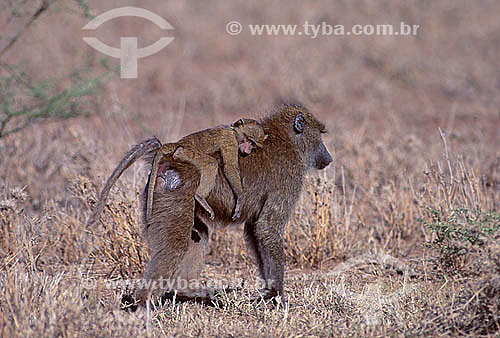  Babuíno verde com filhote (Papio anubis) - África 